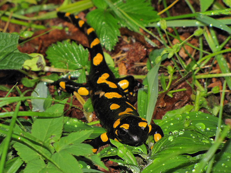 Salamandra salamandra